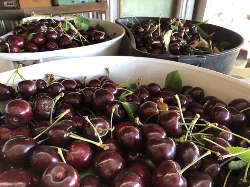 Freshly harvested cherries in large buckets, showcasing a vibrant red color and green leaves, arranged in a rustic setting. Ideal for farm-to-table markets and cherry recipes.