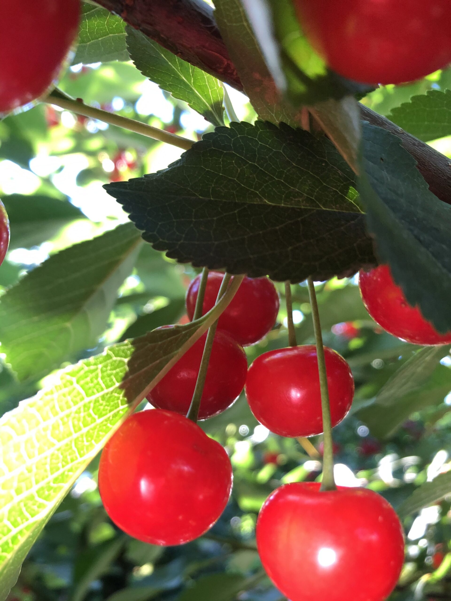 Close-up of bright red cherries hanging from a tree branch, surrounded by vibrant green leaves, showcasing the freshness and natural beauty of summer fruit.