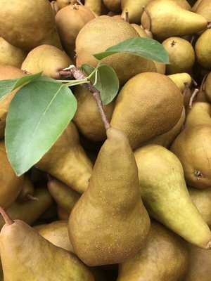 A close-up of ripe, yellow pears with green leaves, piled together in a market setting, showcasing their smooth skin and natural texture.