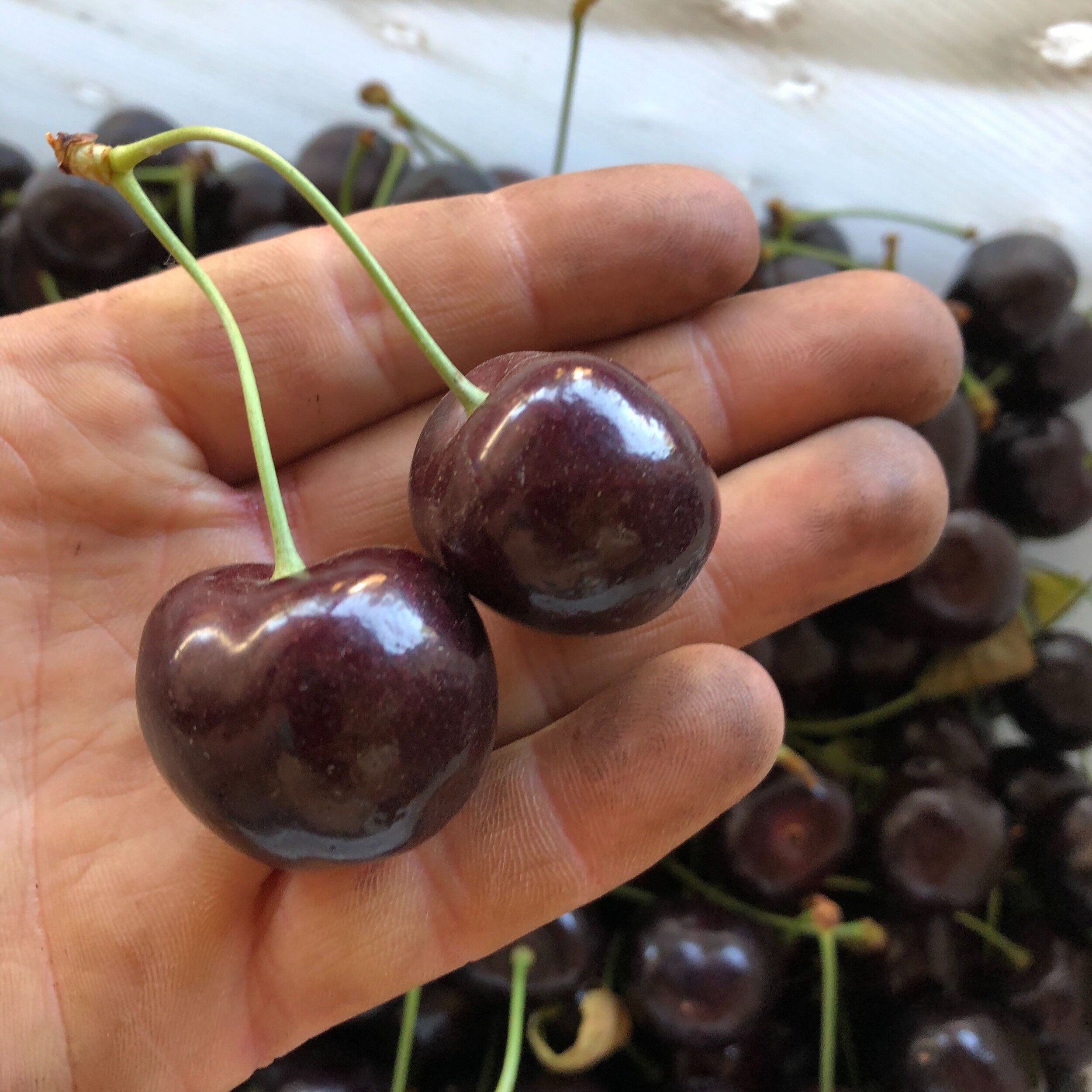 Fresh, ripe cherries held in a hand, showcasing their deep purple color and shiny surface, with a background of more cherries.
