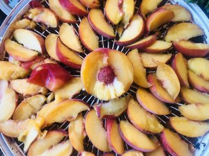 Sliced peaches arranged in a circular pattern on a dehydrator tray, showcasing vibrant colors and textures for drying or snacking.