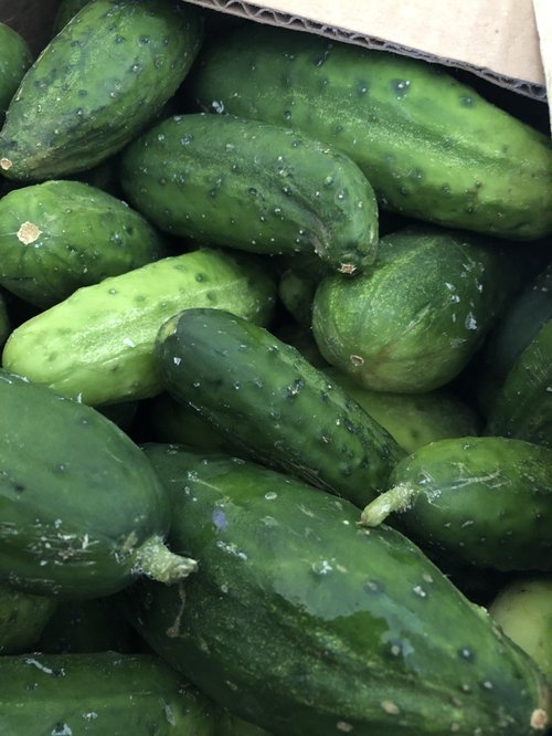 Fresh green cucumbers piled together, showcasing various sizes and shapes, ideal for salads and pickling.
