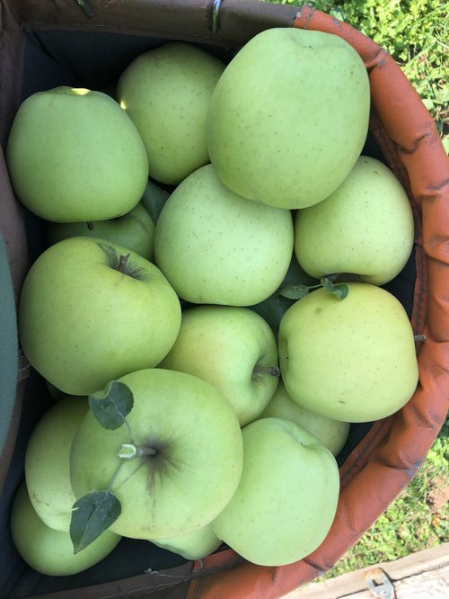 Basket filled with freshly harvested green apples, showcasing their vibrant color and natural sheen, ready for consumption or cooking.