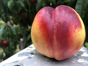 Close-up of a ripe, juicy nectarine with a red and yellow skin, resting on a weathered surface, surrounded by green foliage in an orchard.