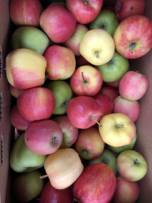 A box filled with a variety of fresh apples, including red, green, and yellow varieties, showcasing their vibrant colors and natural shine.